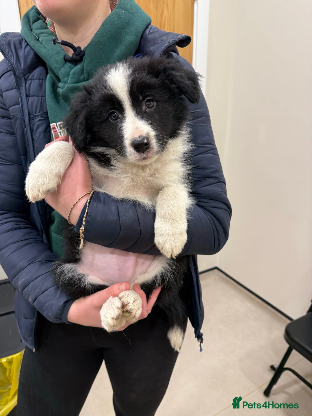 Border Collie dogs for sale: Beautiful border collie pups  - Image 16