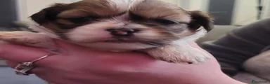 Shih Tzu Puppy 3
