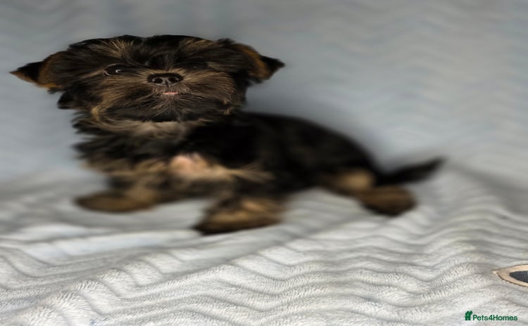 Yorkshire Terrier dogs - Advert 2
