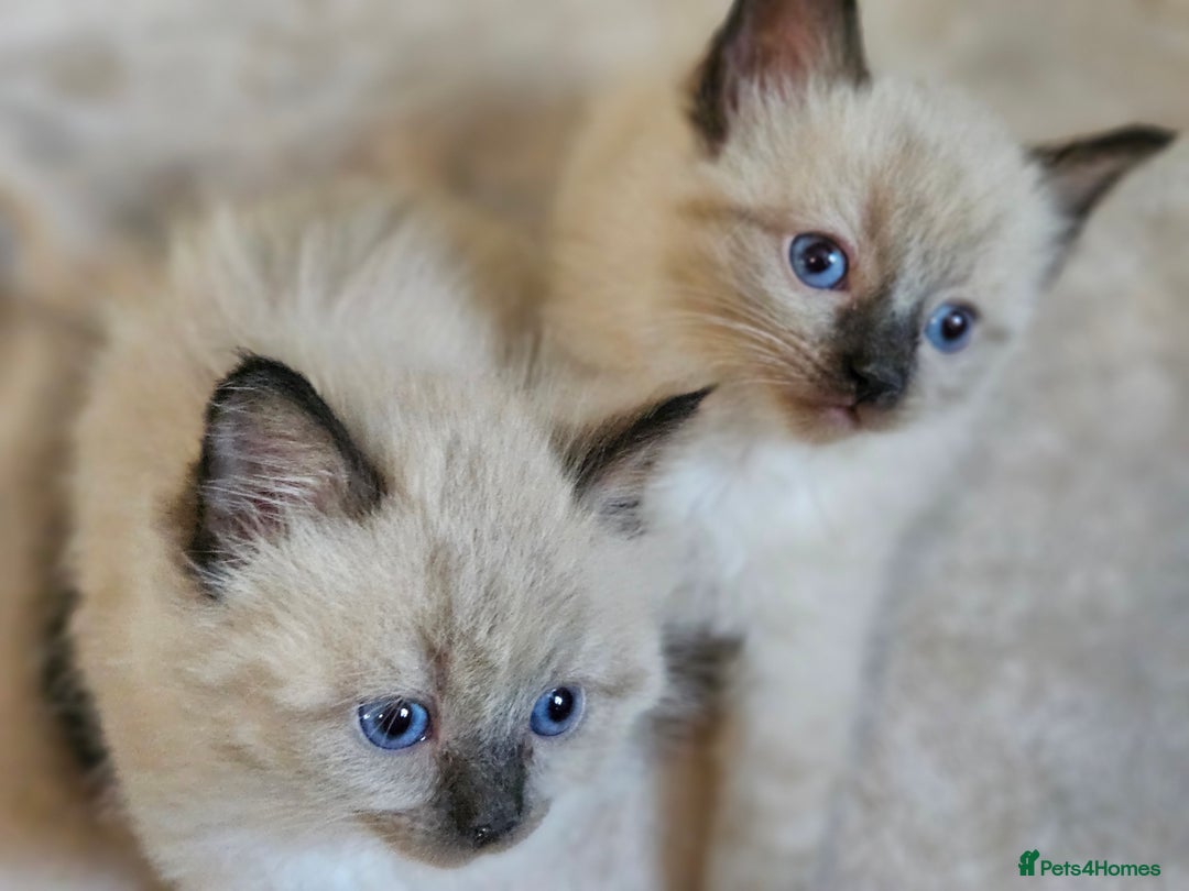 Ragdoll cats for sale: Ragdoll kittens  - Image 15