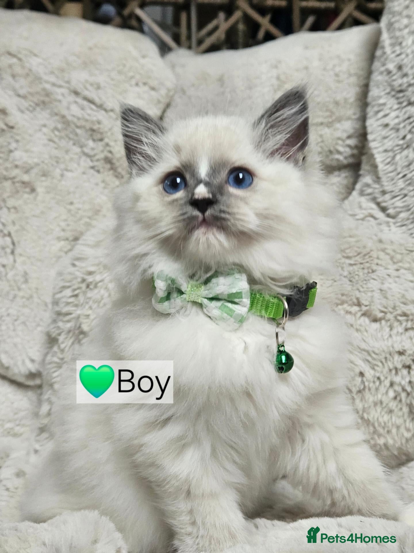 Ragdoll cats Pure Ragdoll Kittens Ready Leave Now  - Advert 1
