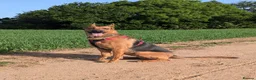Mixed Breed dogs for sale: Red - Looking for loving home 🏡  - Advert 2