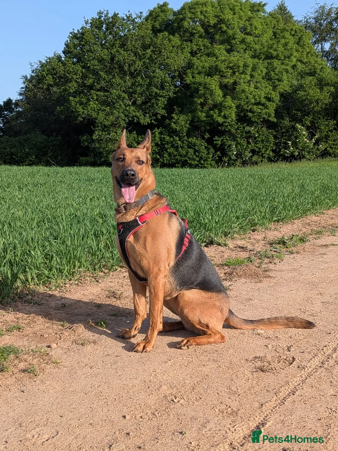 Mixed Breed dogs for sale: Red - Looking for loving home 🏡  - Advert 2