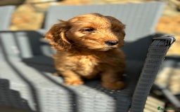 Cockapoo dogs for sale: Cockapoo puppies - Image 9