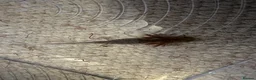 Axolotl reptiles for sale: Axolotl Babies - only 3 left!  - Advert 2