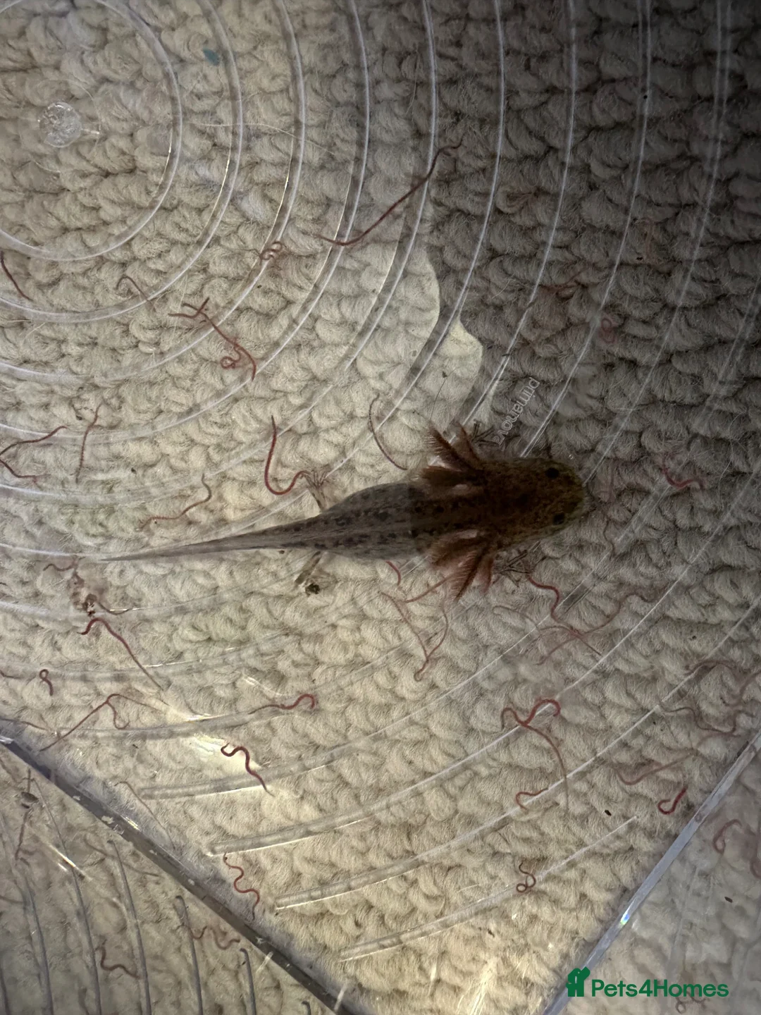 Axolotl reptiles for sale: Axolotl Babies - only 3 left!  - Advert 2
