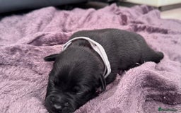 Staffordshire Bull Terrier dogs for sale: Staffys Puppies   25+ Champions ( Show Quality ) - Advert 16