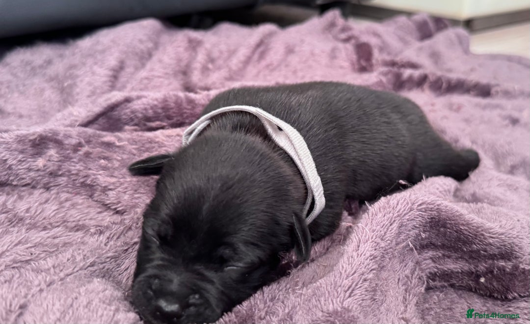 Staffordshire Bull Terrier dogs for sale: Staffys Puppies   25+ Champions ( Show Quality ) - Advert 16