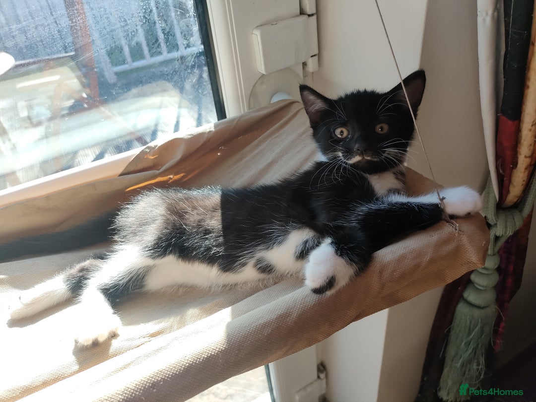 Mixed Breed cats for sale: Lovely Girl kitten  - Image 2