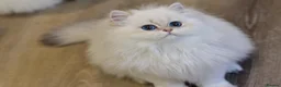 British Longhair cats for sale: TICA Pedigree Top Quality British Long Hair Kitten - Advert 10