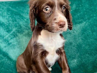 Sprocker dogs Chocolate spaniel girls - Advert 1