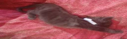 Mixed Breed cats for sale: 5 gorgeous playful male kittens,  in Llanybydder - Advert 18
