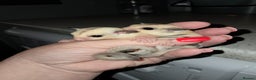 Sugar Glider rodents for sale: Female Platinum het Leucistic Sugar Glider Joeys - Advert 7