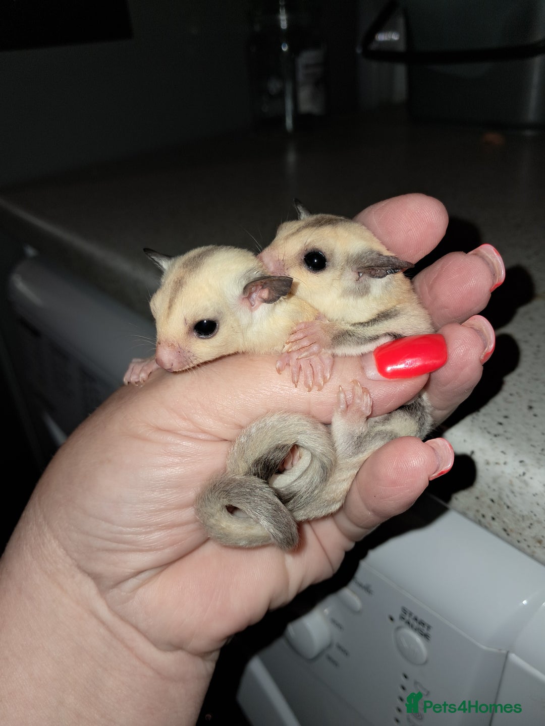 Sugar Glider rodents for sale: Female Platinum het Leucistic Sugar Glider Joeys - Advert 7