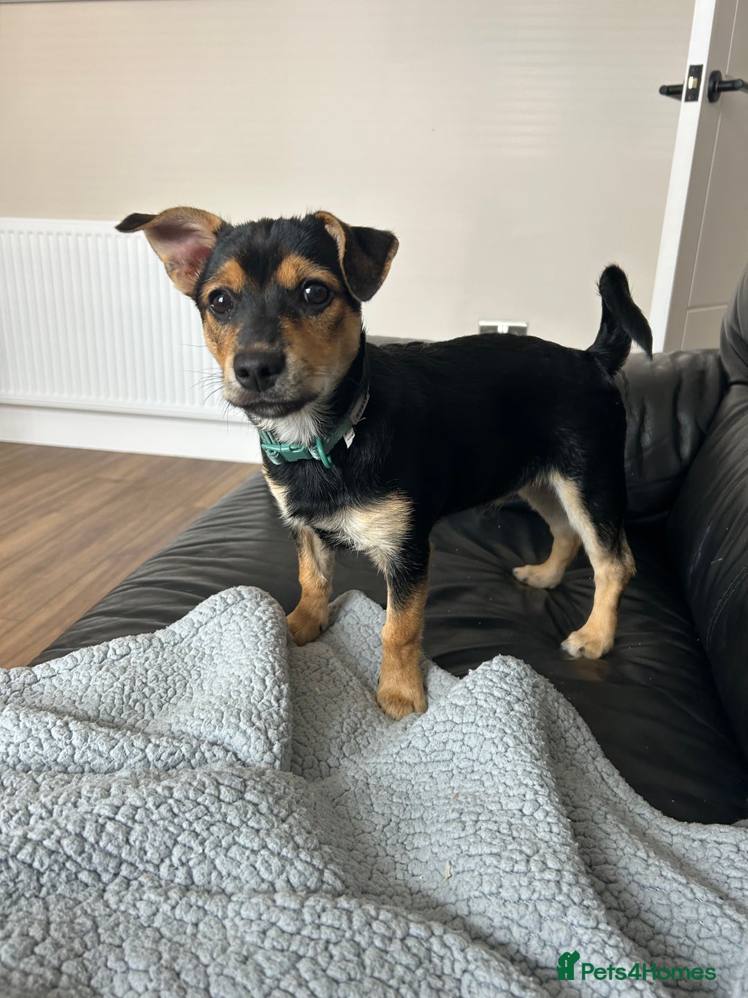 Chorkie dogs for sale: 7 month Chorkie for adoption - Advert 1