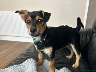 Chorkie dogs 7 month Chorkie for adoption - Advert 1