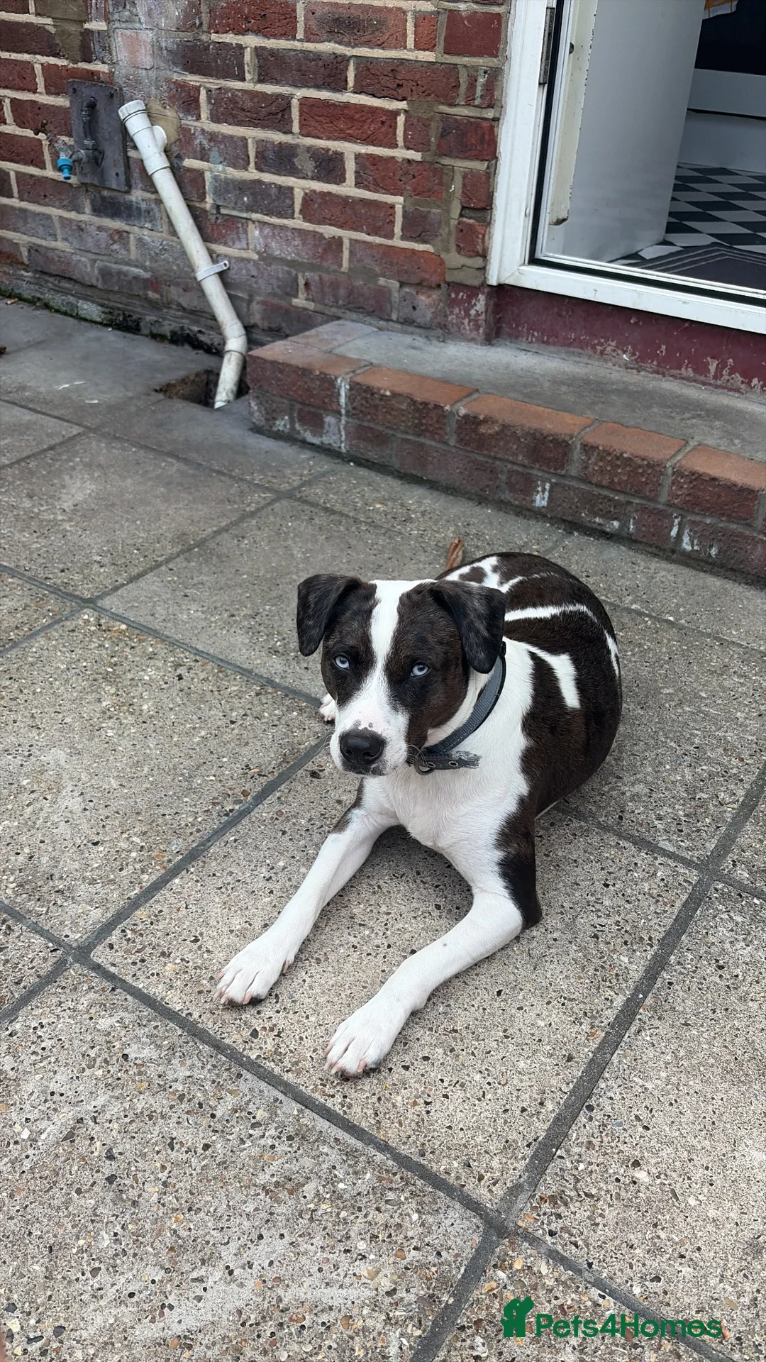 Mixed Breed dogs for sale: 1 year old puppy  in London - Advert 2