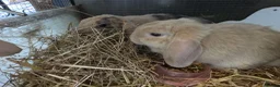 Dwarf Lop rabbits for sale: Beautiful Dwarf Lop Bunny - Advert 6
