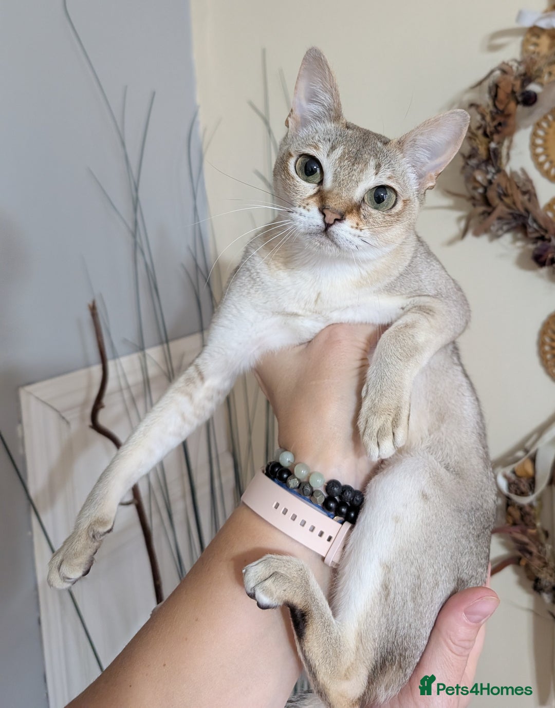 Singapura cats for sale: Singapura girl  - Advert 2