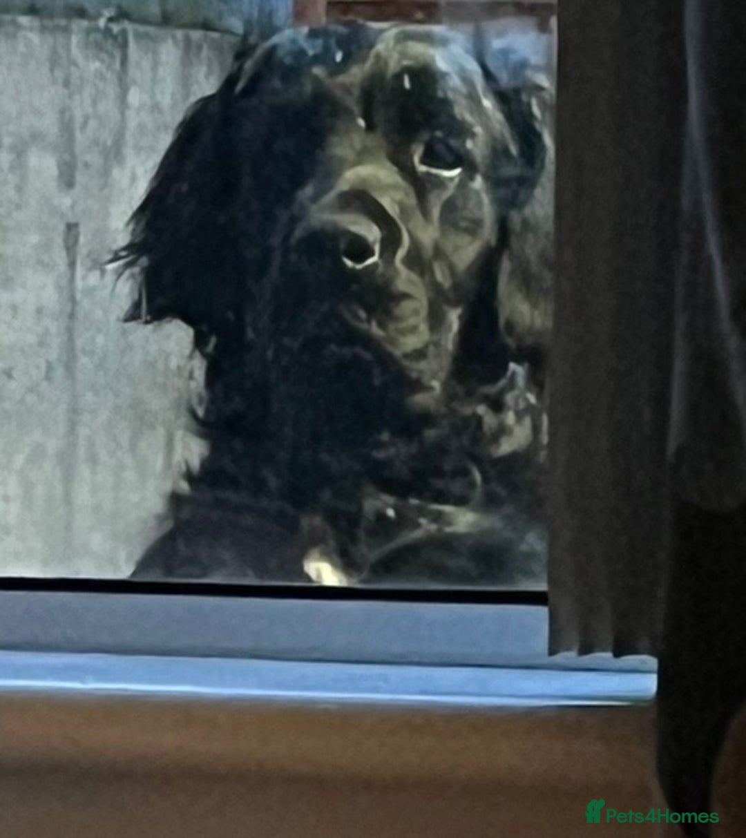 Mixed Breed dogs for sale: Golden Cocker - Advert 3