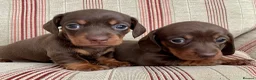 Miniature Dachshund dogs for stud: Mini Smooth Choc/Tan Male Dachshund (stud only) - Advert 5