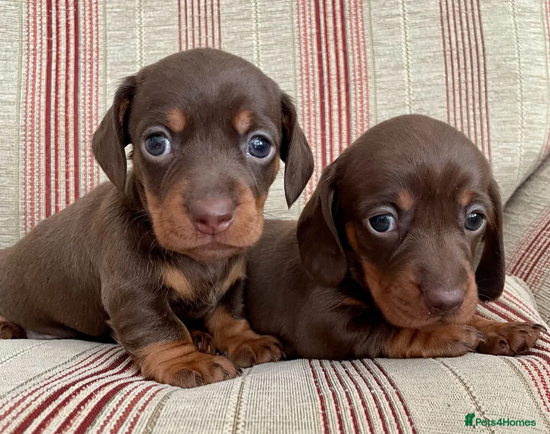 Miniature Dachshund dogs for stud: Mini Smooth Choc/Tan Male Dachshund (stud only) - Advert 5
