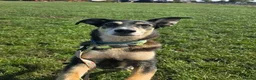 Mixed Breed dogs for adoption: TESS ❤️ - Advert 3
