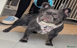 French Bulldog dogs for sale: fluffy carrier French bulldog girls  - Image 21