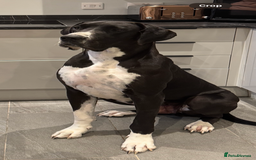 Great Dane dogs for sale: Beautiful 3 year old bitch needs new home asap - Image 7