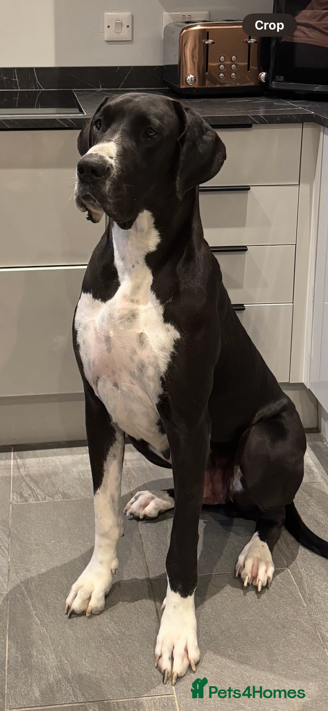 Great Dane dogs for sale: Beautiful 3 year old bitch needs new home asap - Image 7
