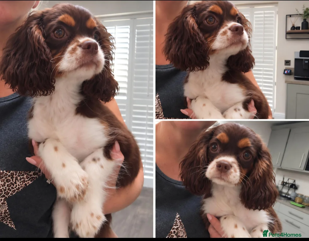 Cavalier King Charles Spaniel dogs for sale: Chocolate tri cavalier king charles spaniel  - Advert 2
