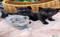 Scottish Fold cats for sale: Cute&Cuddy Scottish fold kittens - Image 1