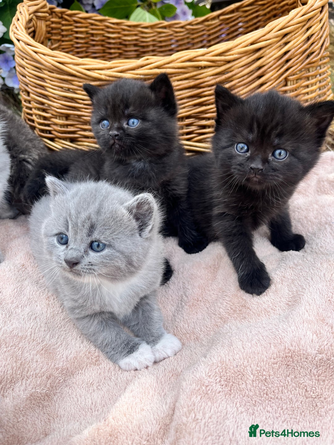 Scottish Fold cats for sale: Cute&Cuddy Scottish fold kittens - Image 1