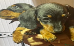 Dachshund dogs for sale: 5 beautiful miniature short haired dachshunds - Image 23