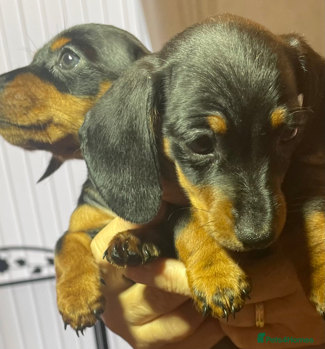 Dachshund dogs for sale: 5 beautiful miniature short haired dachshunds - Image 23