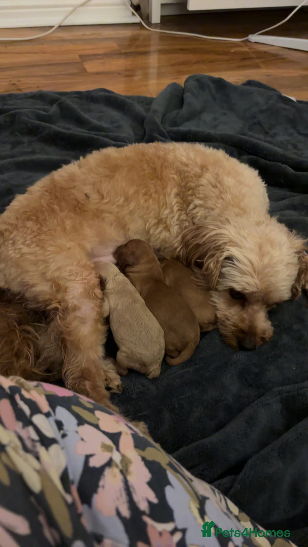 Cavapoo dogs for sale: Red F1b cavapoos from health tested parents - Advert 8