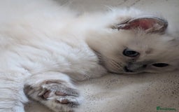 Ragdoll cats for sale: Kitty Ragdoll  - Image 3
