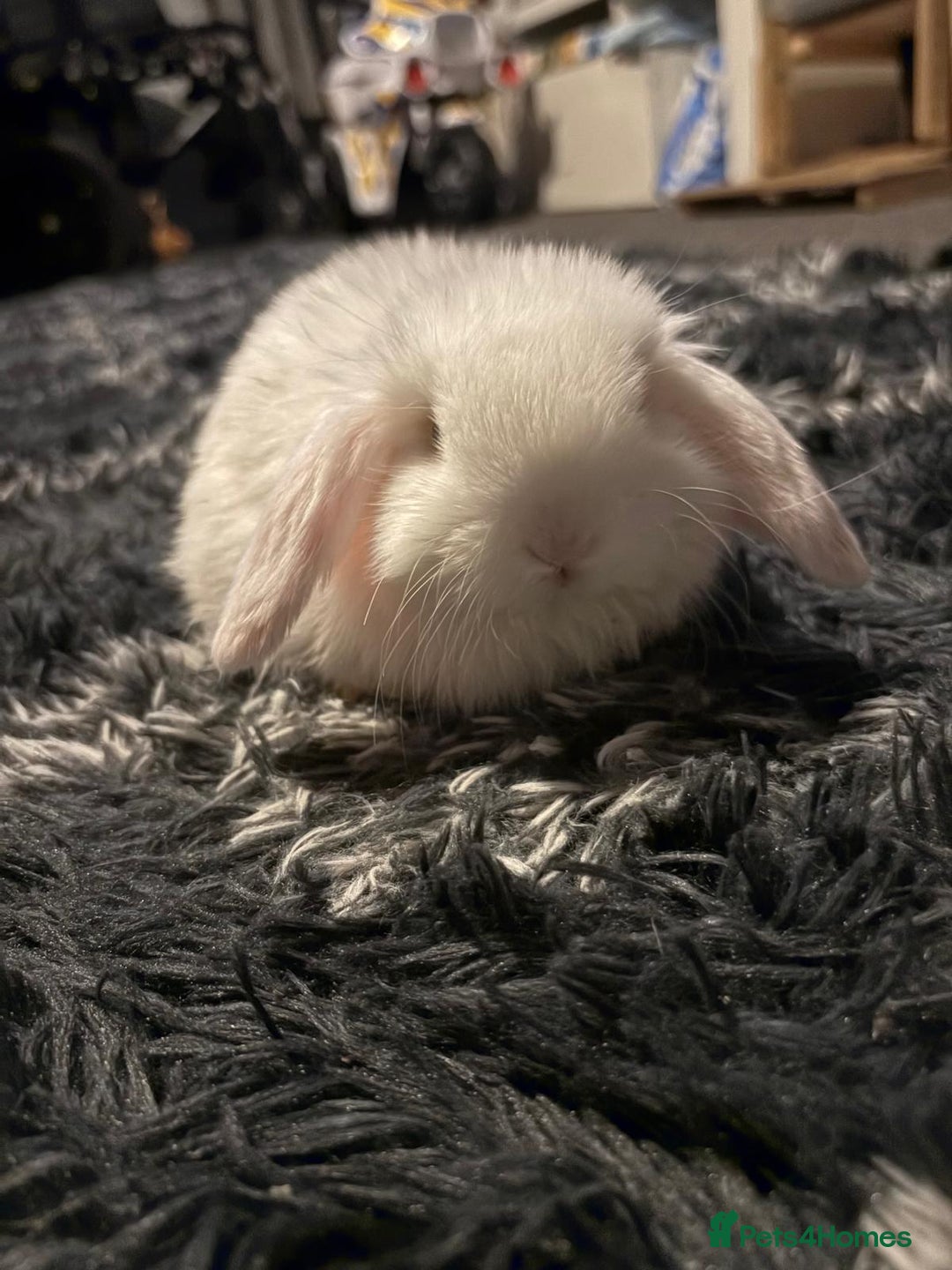 Mixed Breed rabbits for sale: Mixed aged rabbits  - Advert 5