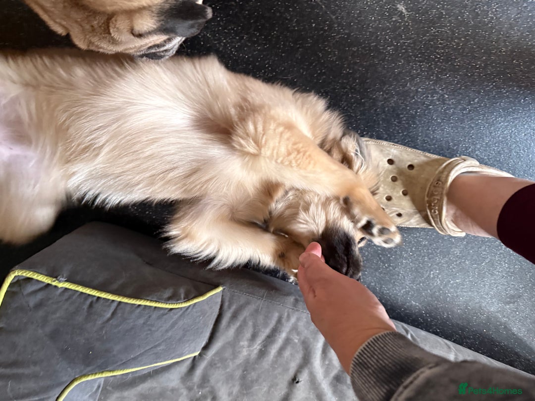 Pomchi dogs for sale: Gorgeous Pomchi Girl Available 6 months Old  - Advert 4