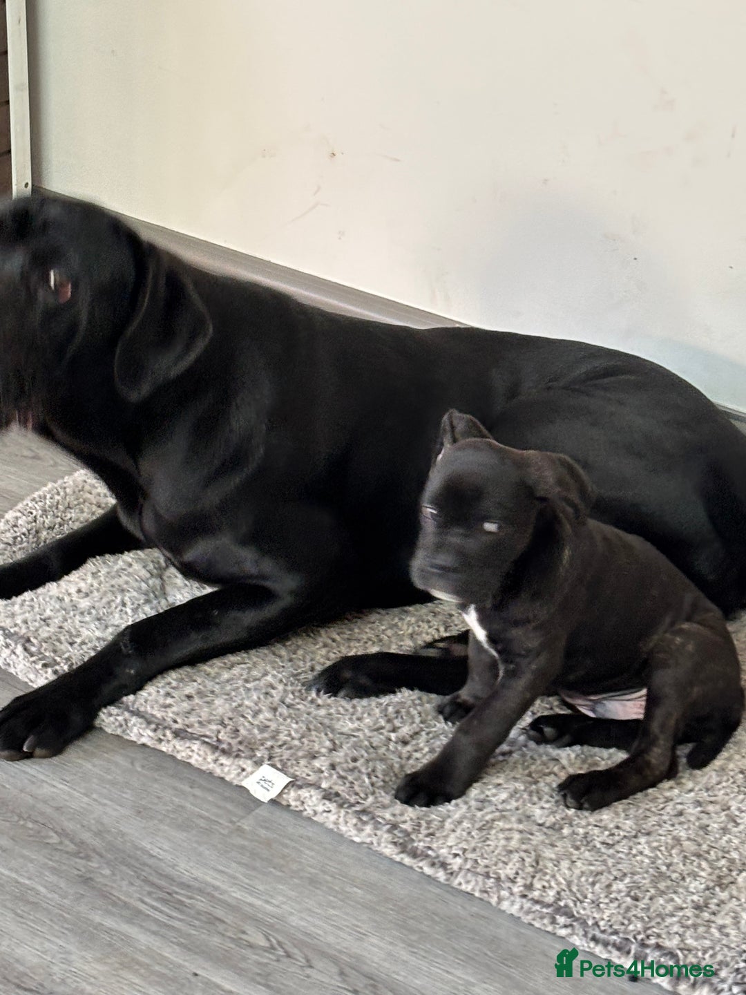 Mixed Breed dogs for sale: cano corso cross lilac british bulldog - Image 5