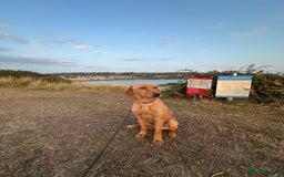 Labrador Retriever dogs for sale: Red fox Labrador  - Image 2