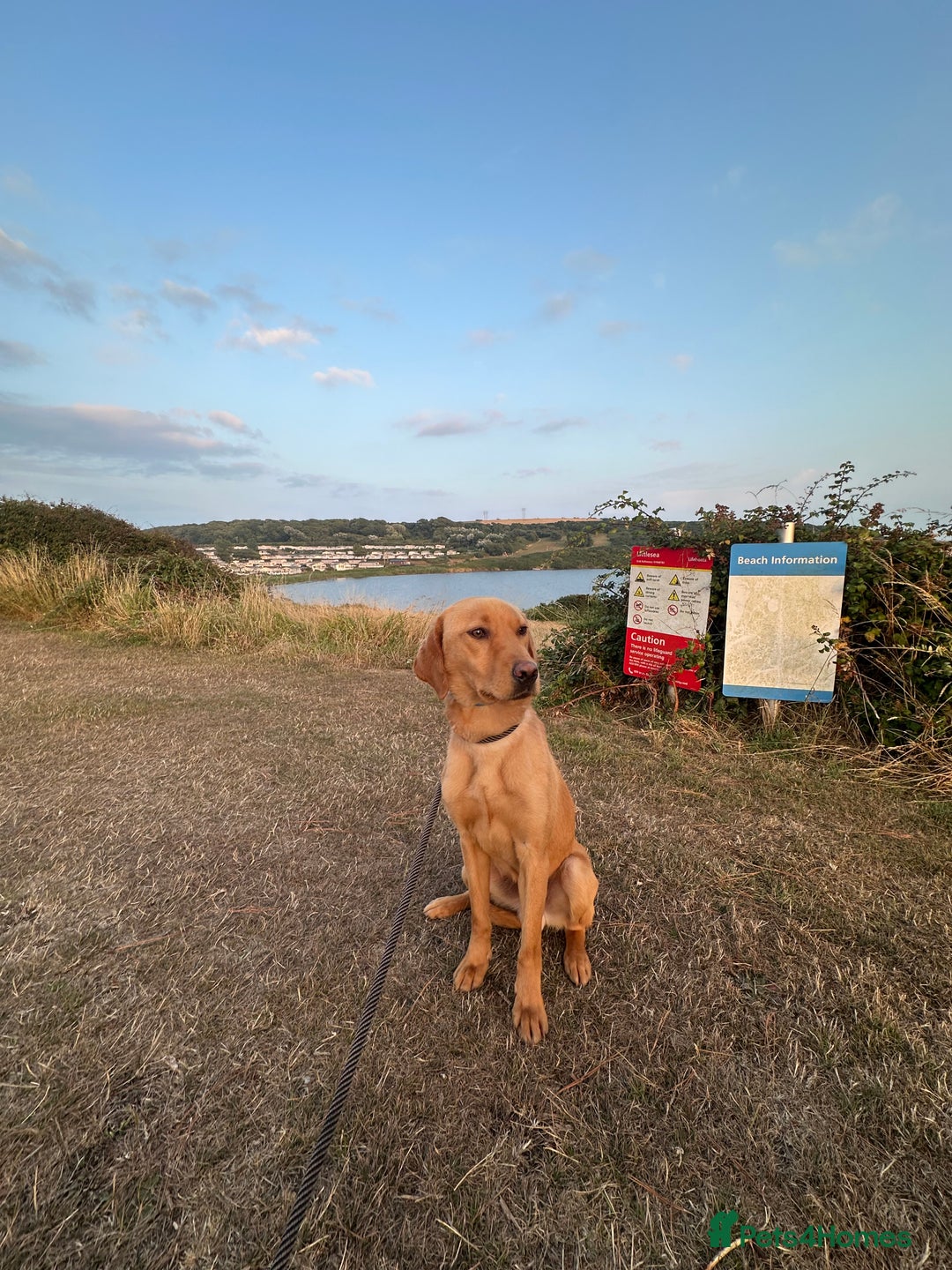 Labrador Retriever dogs for sale: Red fox Labrador  - Image 2