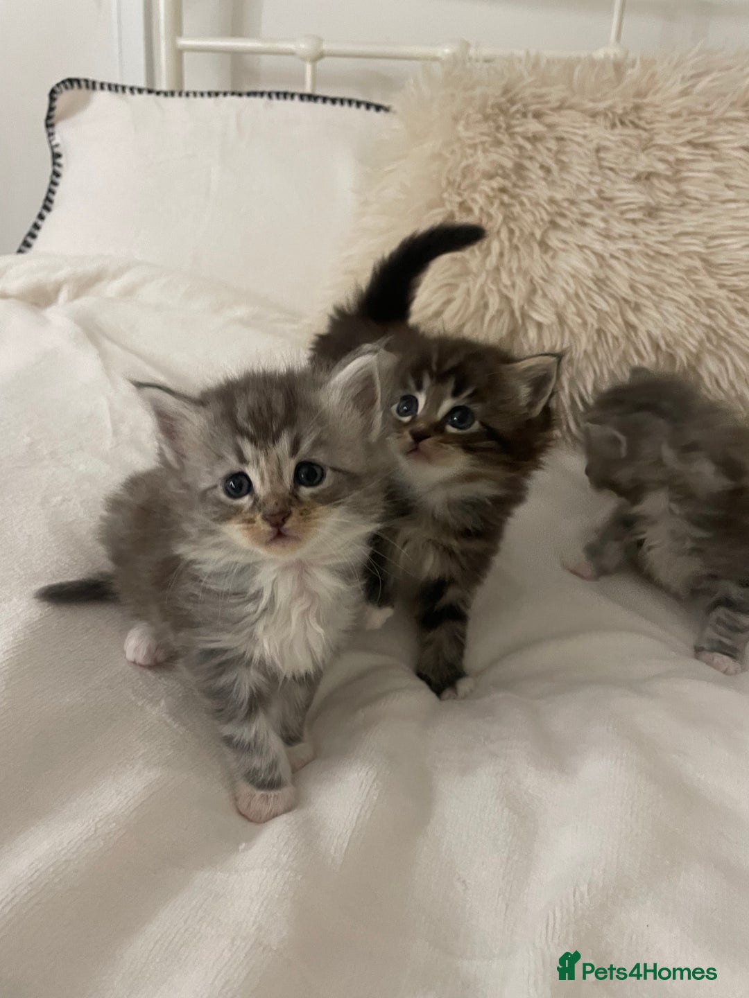 Maine Coon cats for sale: ✨Beautiful Mainecoon/Ragdoll mix kittens✨ - Advert 1