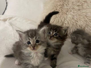 Maine Coon cats ✨Beautiful Mainecoon/Ragdoll mix kittens✨ - Advert 11