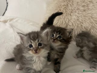 Maine Coon cats ✨Beautiful Mainecoon/Ragdoll mix kittens✨ - Advert 2