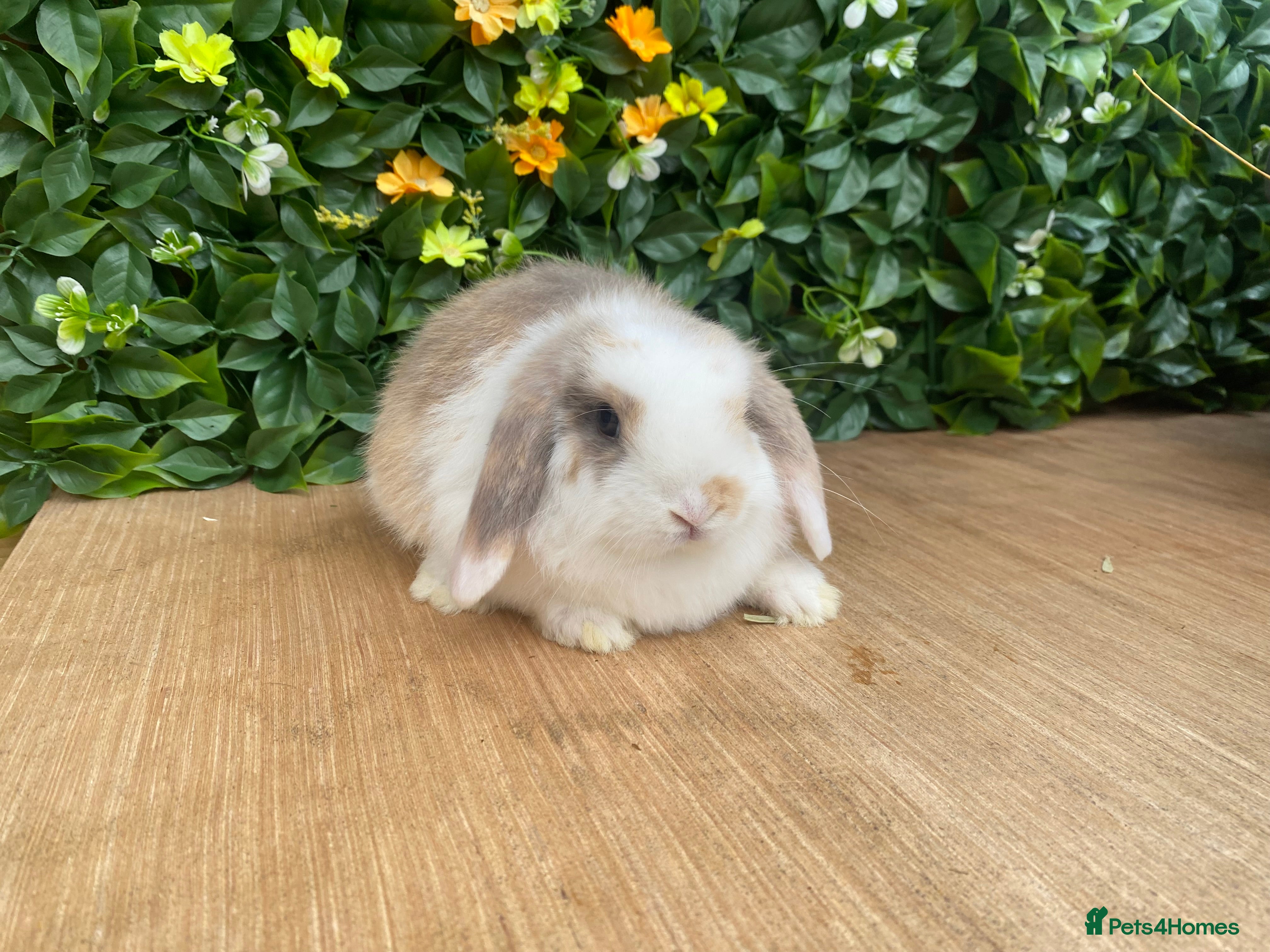Mini Lop rabbits Mini lops ( Est since 2014 )ready 14th Feb  - Advert 10