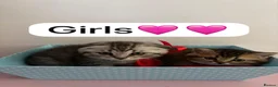 Scottish Fold cats for sale: Scottish Fold boys and girls ready to rehome  - Advert 5
