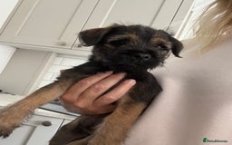 Border Terrier dogs for sale: Border Terrier Dog - Image 2