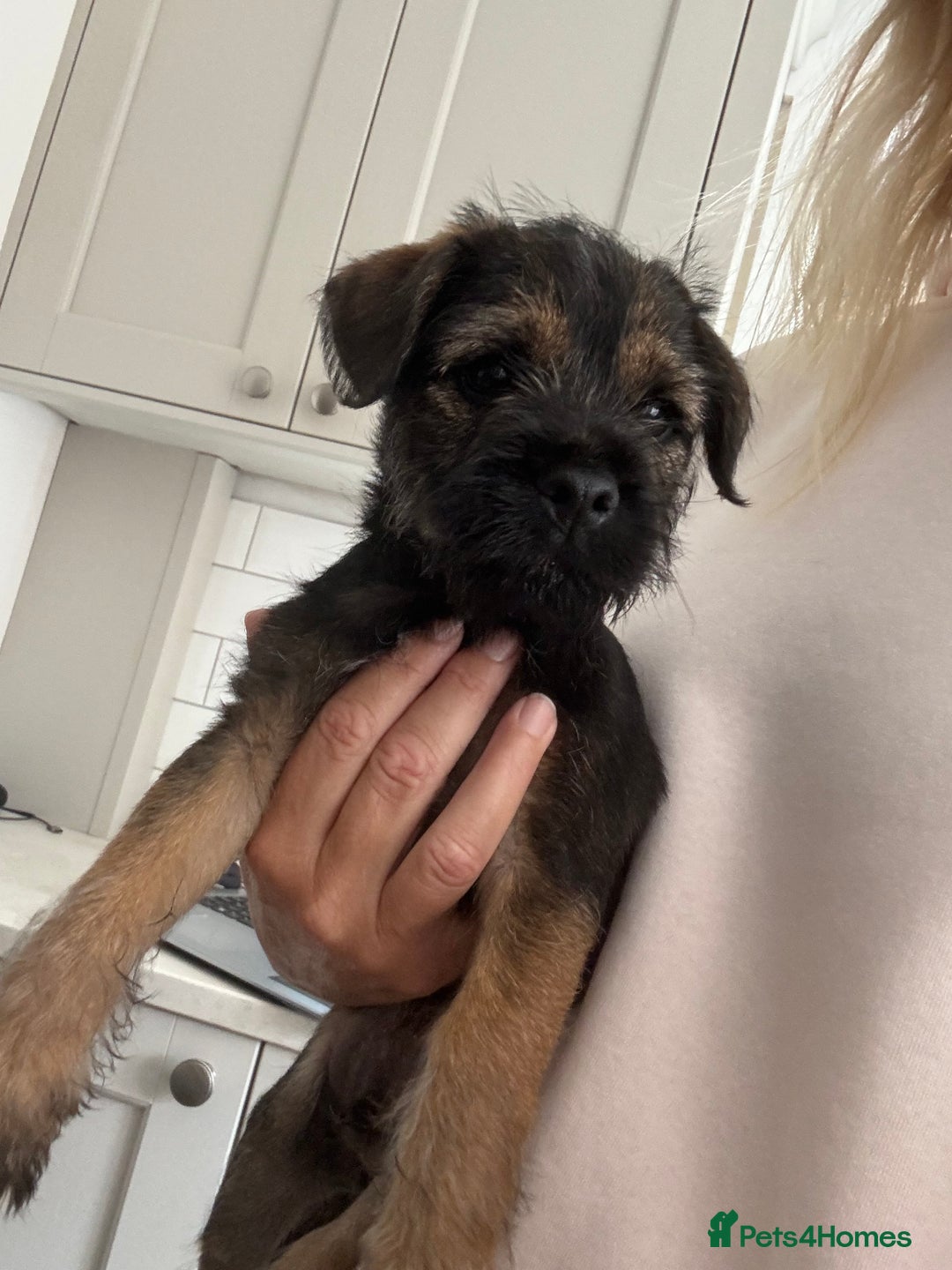 Border Terrier dogs for sale: Border Terrier Dog - Image 2