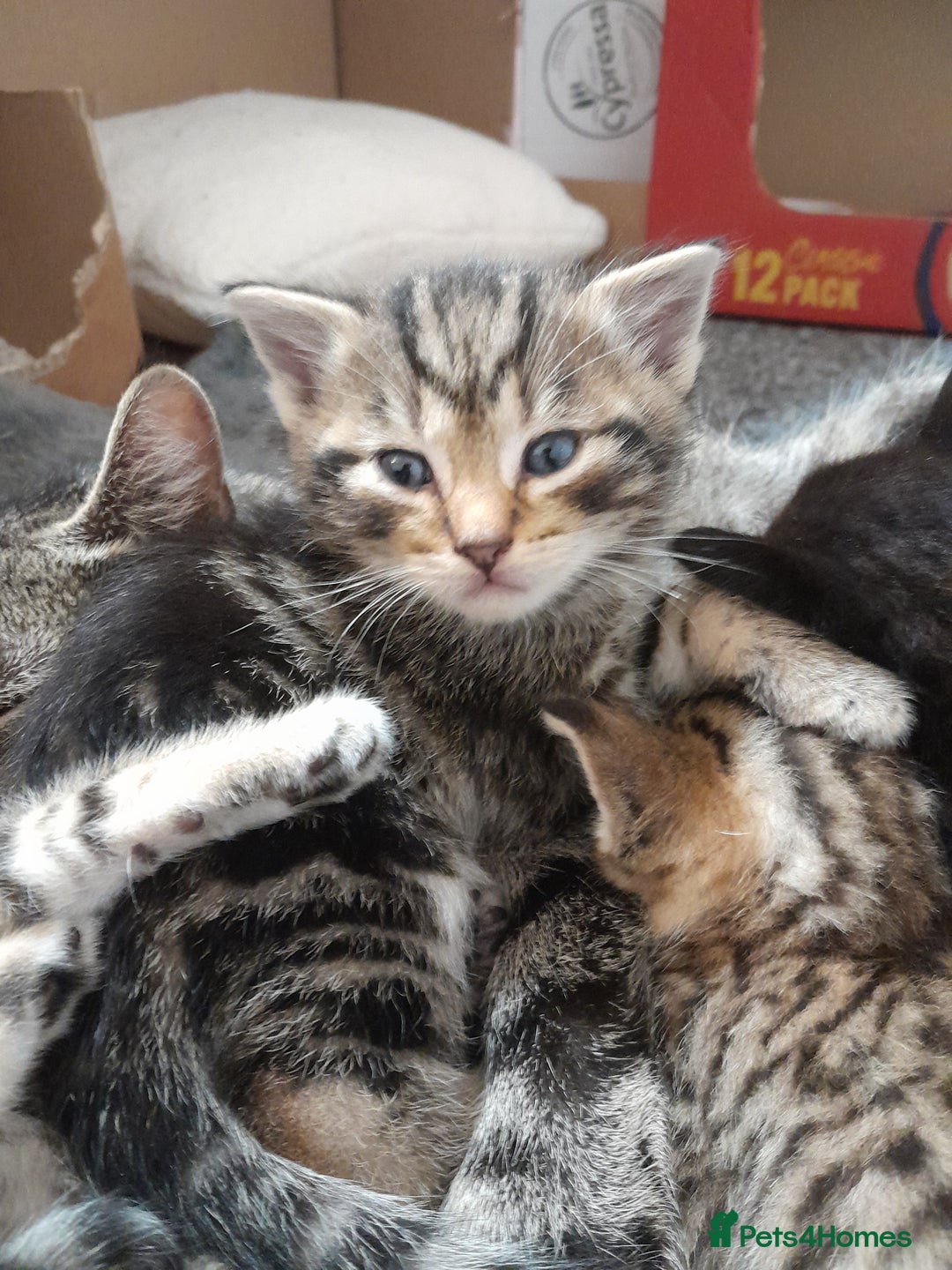 Mixed Breed cats for sale: Playful & cuddly Tabby-Bengal-Mix Kittens £200 - Image 12